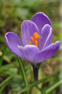 images of snowdrops, dafodils and crocuses.