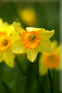 image of crocuses, dafodils and snowdrops.