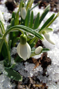 random images of flowers, dafodils, snowdrop, crocus,